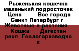 Рыженькая кошечка маленький подросточек › Цена ­ 10 - Все города, Санкт-Петербург г. Животные и растения » Кошки   . Дагестан респ.,Геологоразведка п.